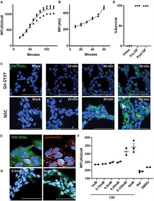 Live cell in situ lysosomal GCase activity correlates to alpha-synuclein levels in human differentiated neurons with LRRK2 and GBA1 mutations